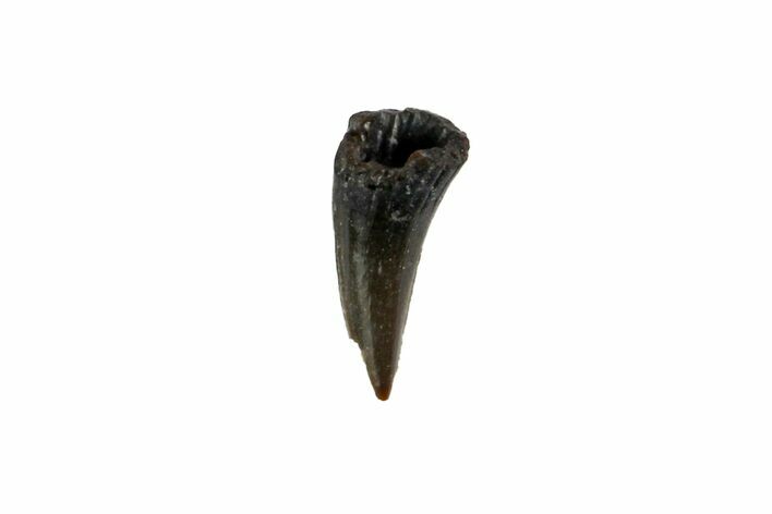 Permian Reptile Tooth - Oklahoma #140101